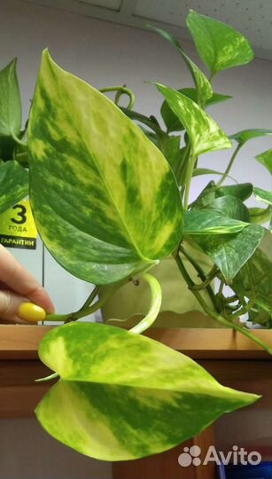 Комнатные растения