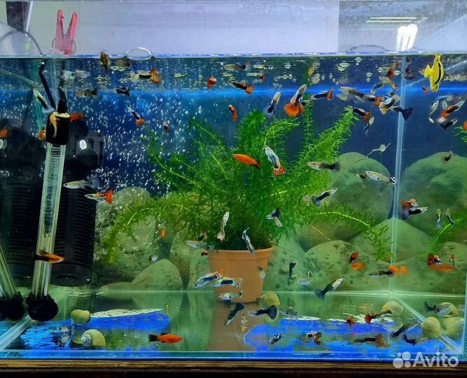 Рыбки аквариумные. Большой выбор