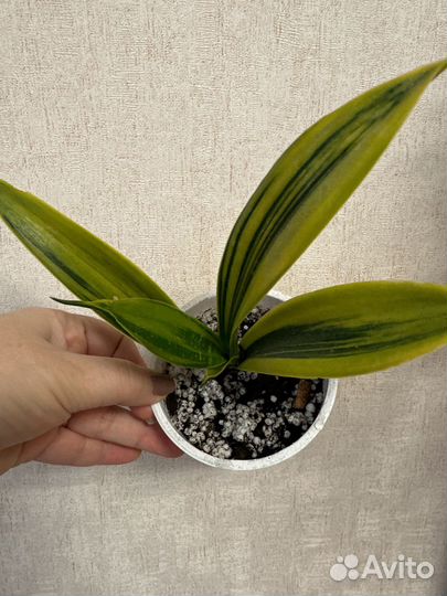 Сансевиерия