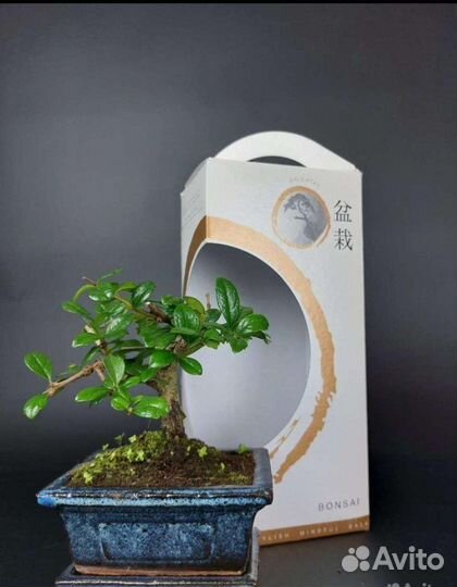 Бонсай кармона