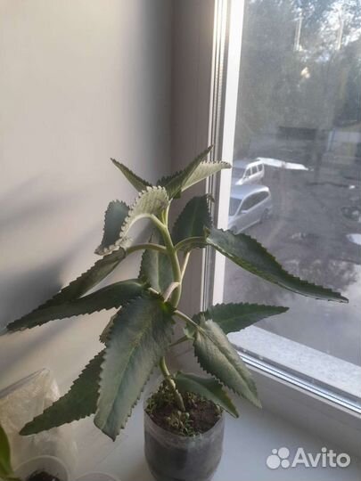 Каланхое лечебный