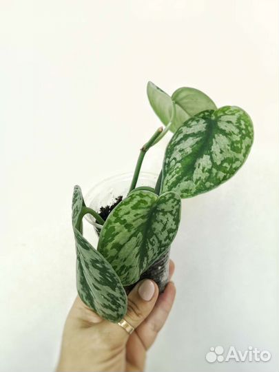 Сциндапсус пиктус Треби