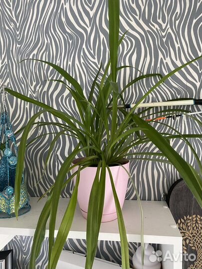 Хлорофитум