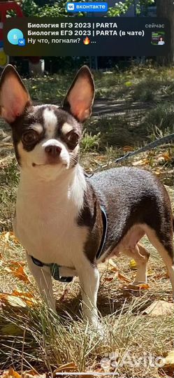 Чихуахуа девочка