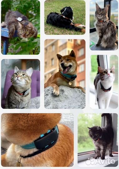 GPS трекер для кошек и собак