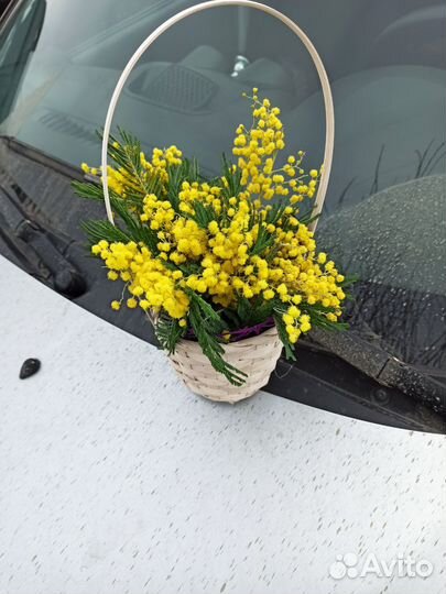 Сухоцвет, мимоза