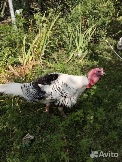 Индюки на племя