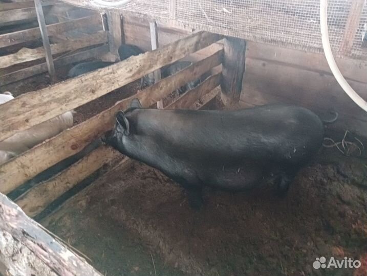 Поросята