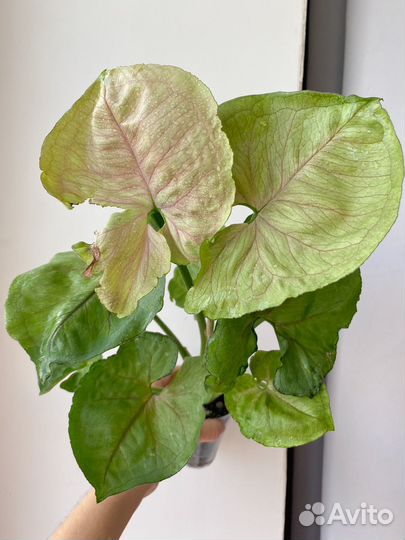 Сингониумы коллекционные