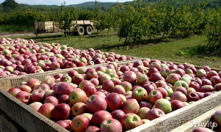 Работник по сборке яблок в саду с проживанием