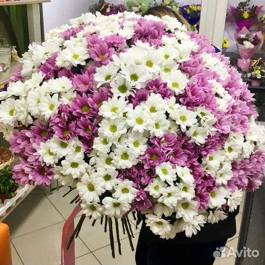 15,25, 51, 101 кустовая хризантема доставка
