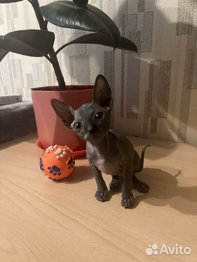 Канадский сфинкс котенок девочка