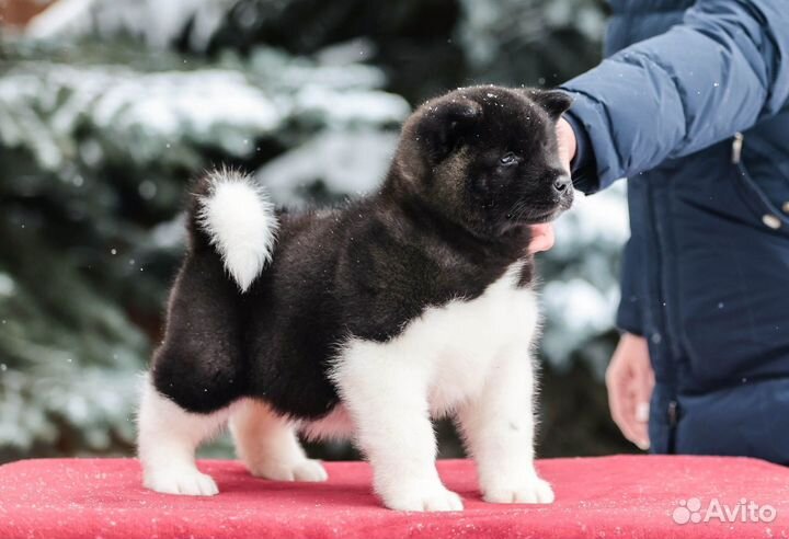Шикарные девочки Американской акиты из питомника