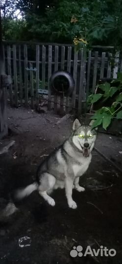 Аляскинский маламут