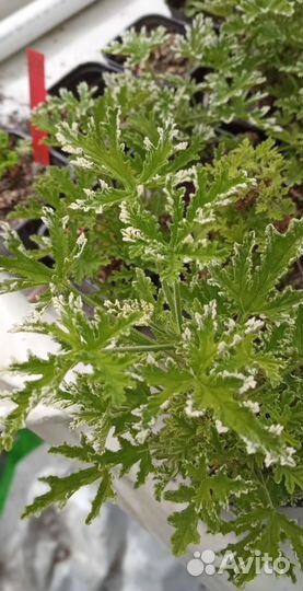 Пеларгония душистая Fragrant Frosty - молодое раст