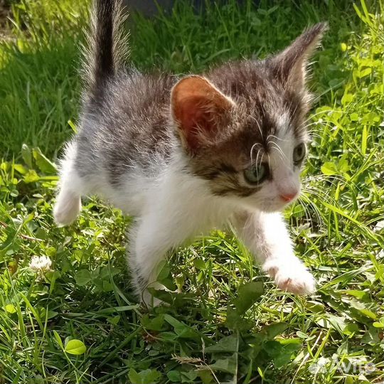 Котята в дар