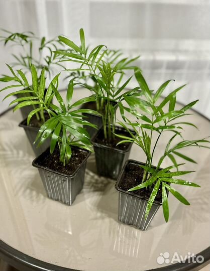 Хамедорея элеганс