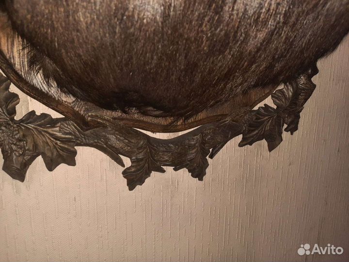 Лось (чучело)