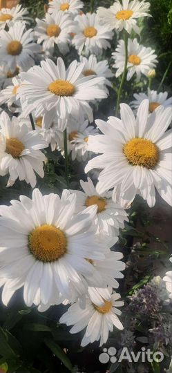 Рассада ромашки садовой крупной