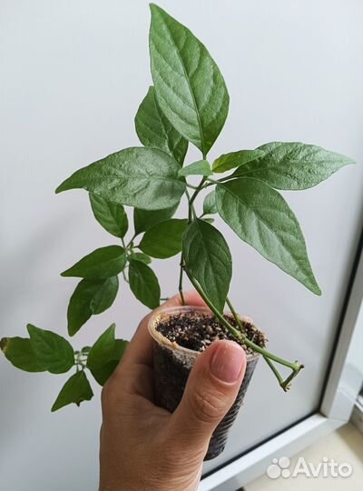 Белопероне