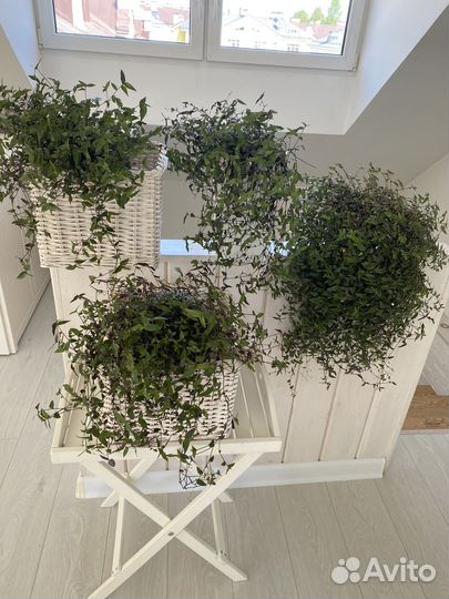 Комнатные цветы, бронь до 09.06