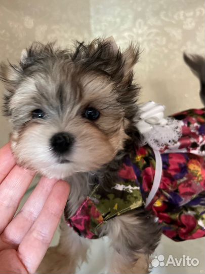 Очень красивая голубоглазая куколка