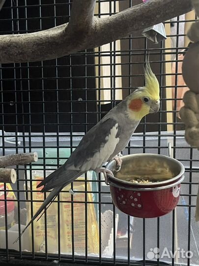 Клетка для попугая корелла