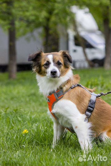 Маленькая собачка в добрые руки