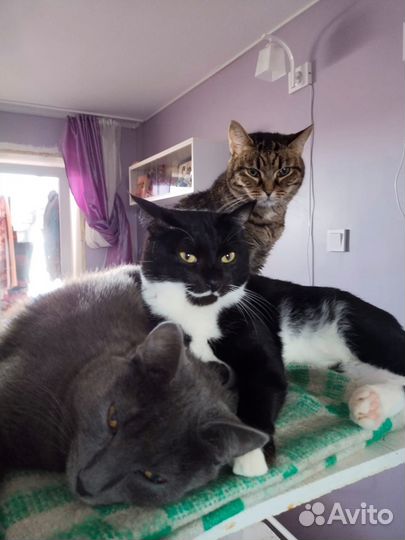 Отдам в добрые руки котов и кошек