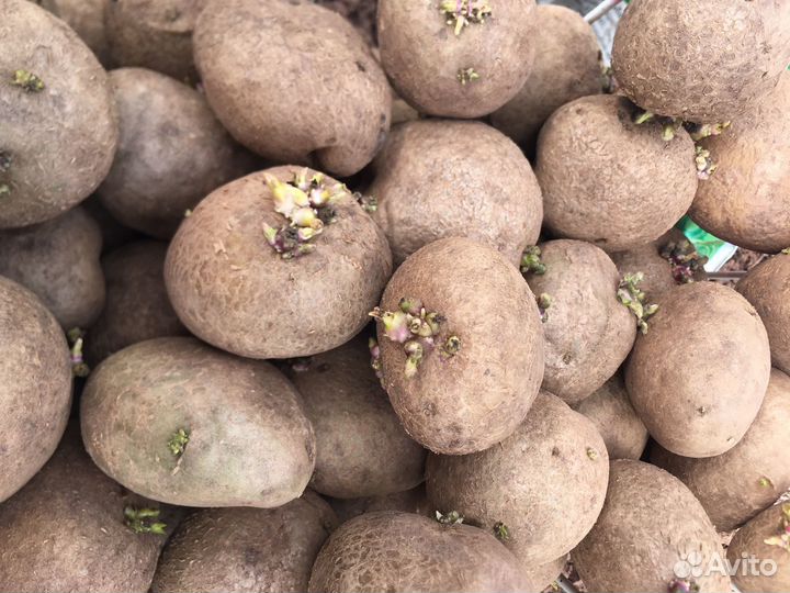 Семенной картофель