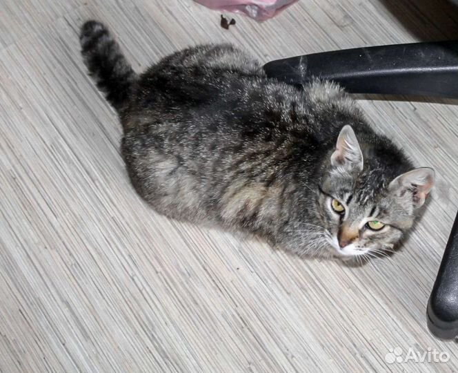 Кошки в добрые руки