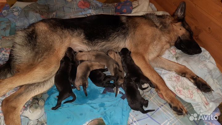 Щенки немецкой овчарки