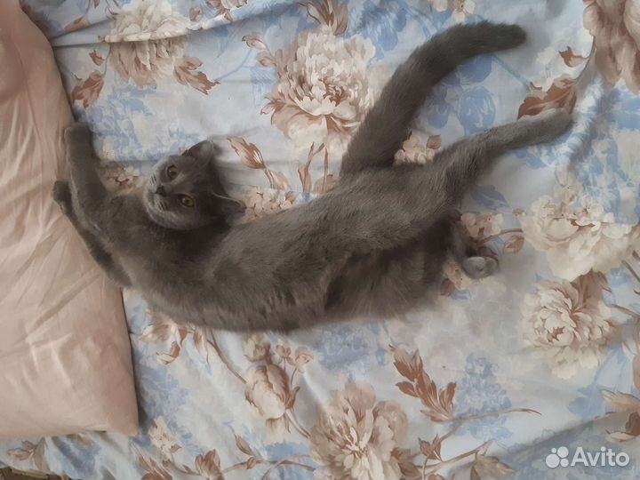 Кошка вязка