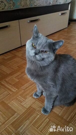 Отдам кошечку в добрые руки