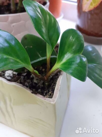Пеперомия. Цветок комнатный