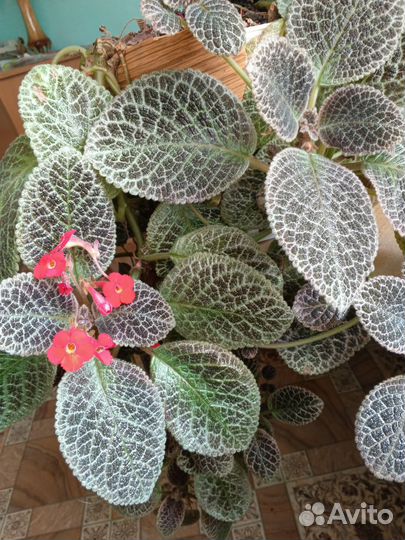 Комнатный цветок эписция