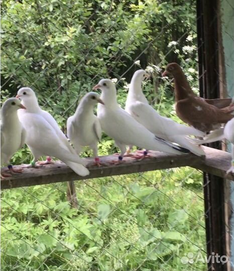 Бакинские бойные голуби