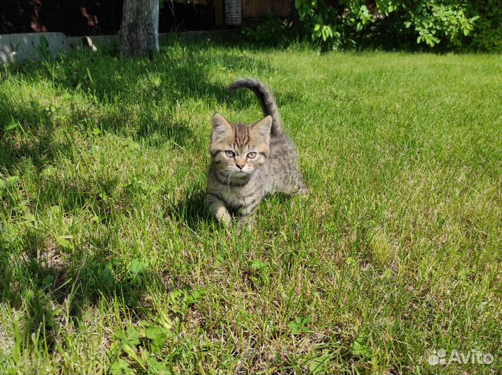 Котик, мальчик