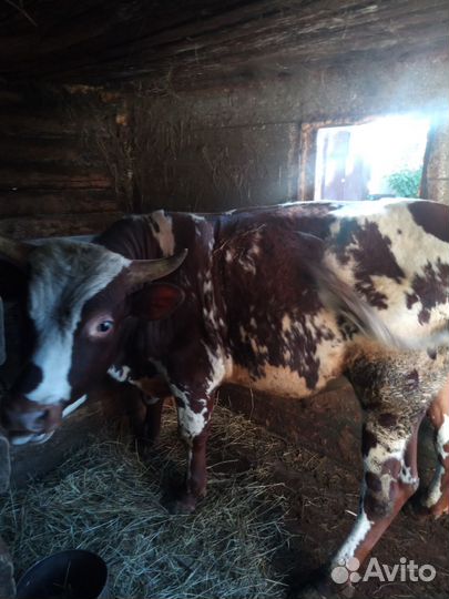 Бык и телка