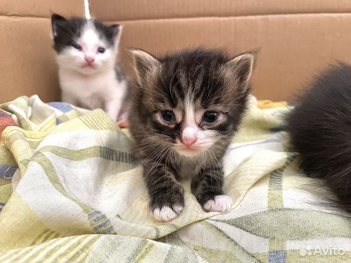 Пушистые котята в добрые руки