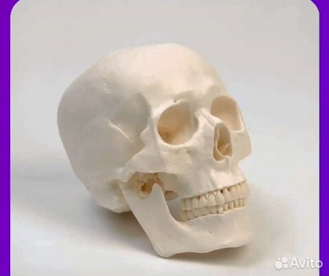 Макет Череп человека