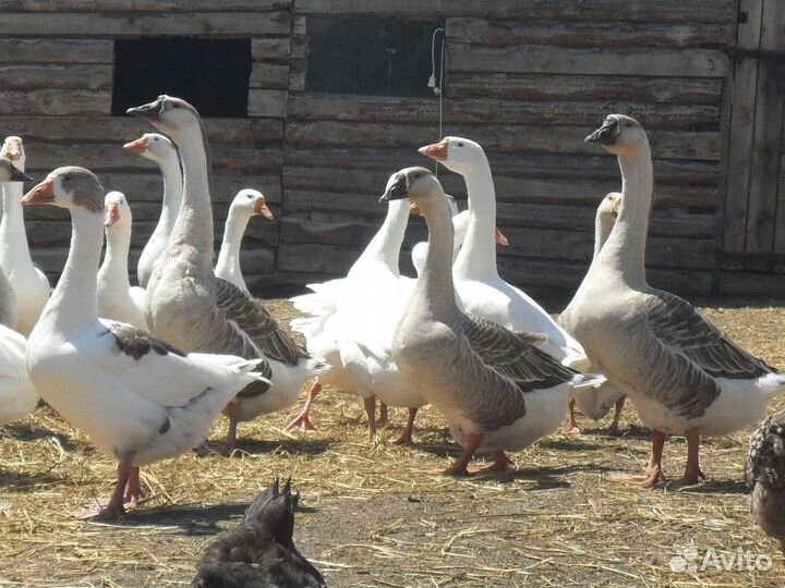 Инкубационное яйцо Гуся