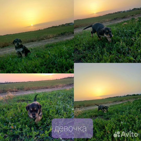 Собака в добрые руки щенок