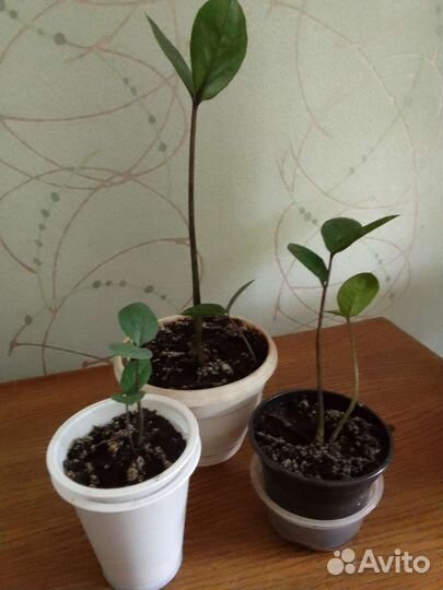 Замиокулькас, драцена, сингониум