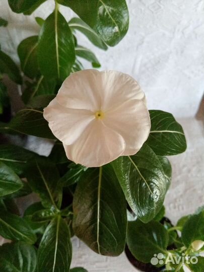 Катарантус