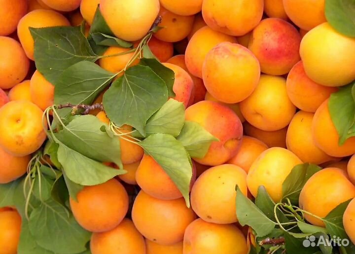 Абрикос,саженцы