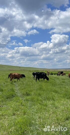 Коровы и быки