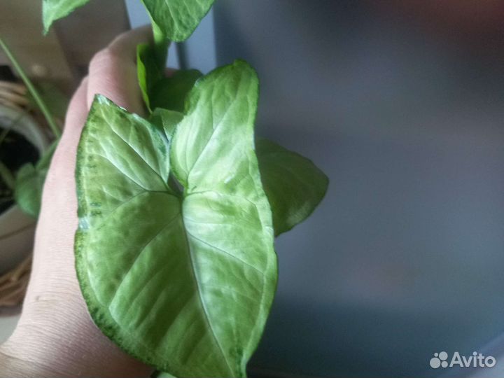 Сигнониум лиана