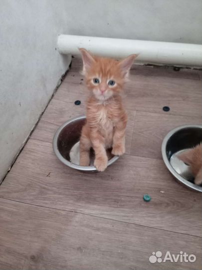 Котята мейн-кун
