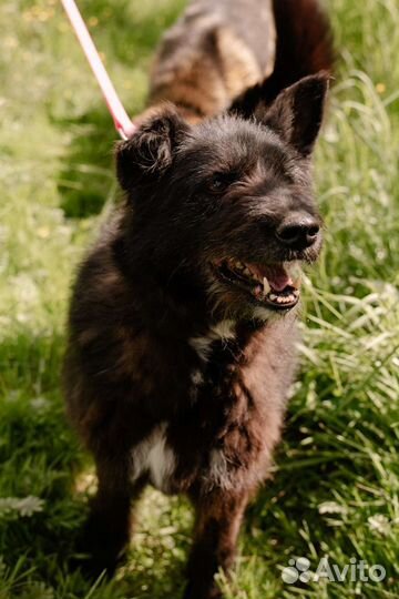 Собака Хельга в добрые руки, терьер